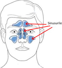 sinus